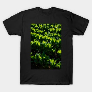 Kale light T-Shirt